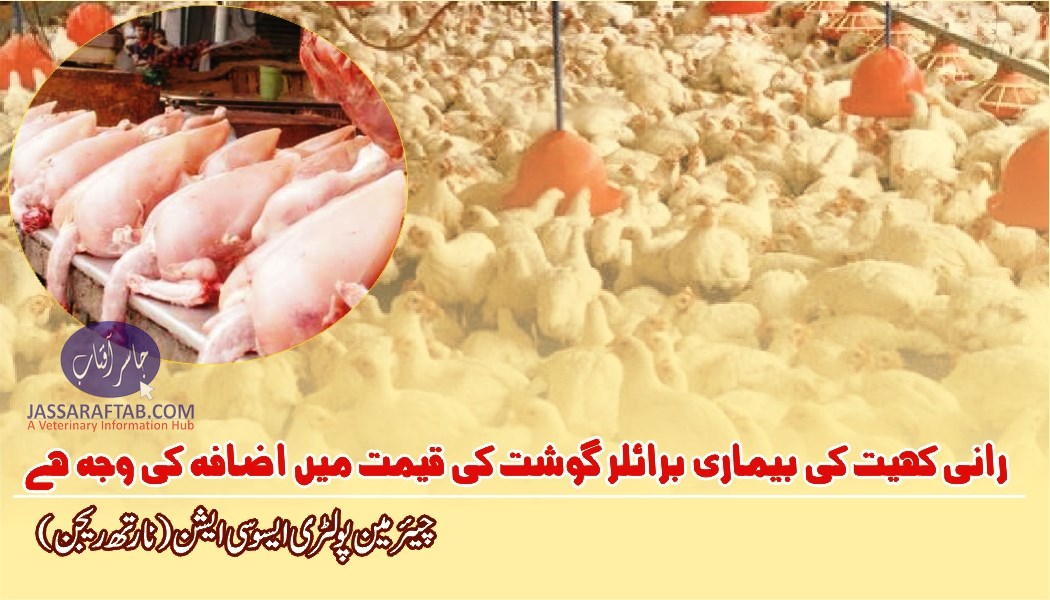 Poultry prices increased due to Rani Khet