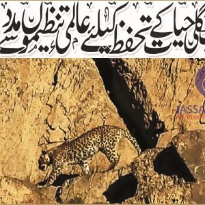 Rare Persian leopard pair