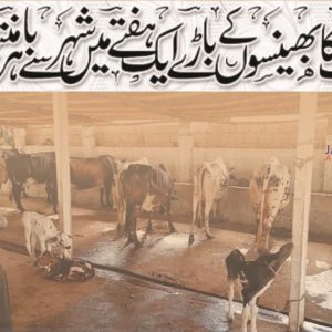SHC ordered to shift buffalo pens from city to cattle colon