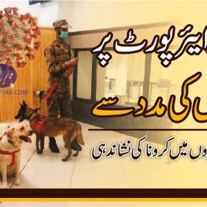 Corona Identification with dogs Sniffer dogs identified five Covid patients at Peshawar Airport