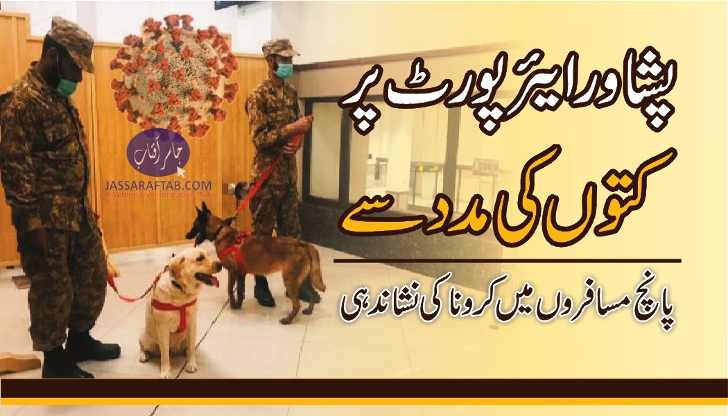 Corona Identification with dogs Sniffer dogs identified five Covid patients at Peshawar Airport