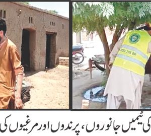 Vaccination of animalsHS Vaccination of animals in Multan
