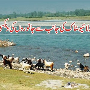 Vaccination of animals in Swat