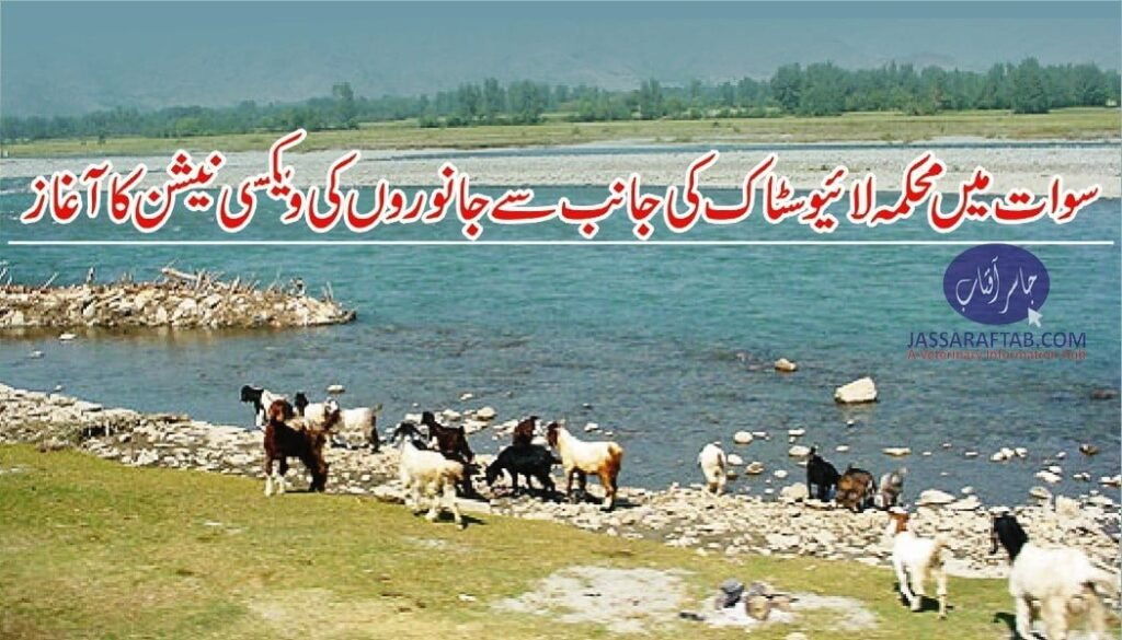 Vaccination of animals in Swat