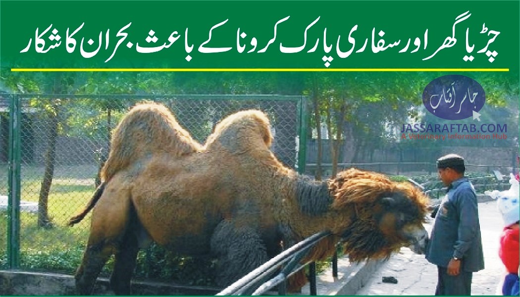 Lahore zoo and sifari park facing financial crisis