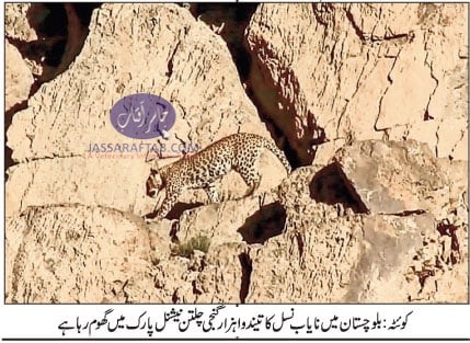 Leopard in Balochistan