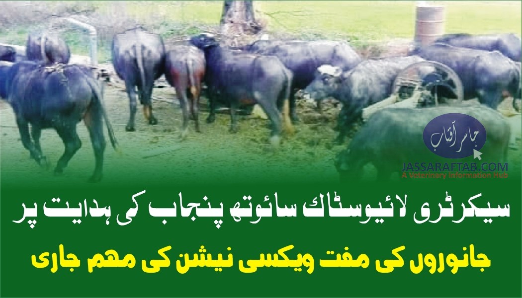 Livestock Vaccination in South Punjab