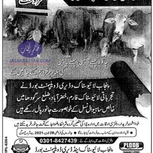 Sahiwal male animals breed of cow