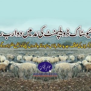 Development of budget of livestock balochistan