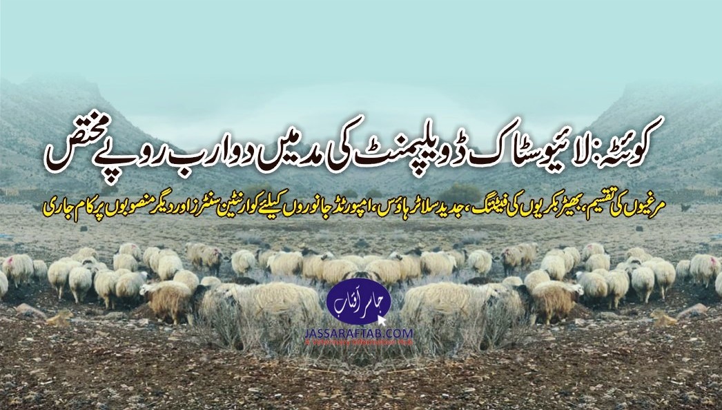 development of budget of livestock balochistan