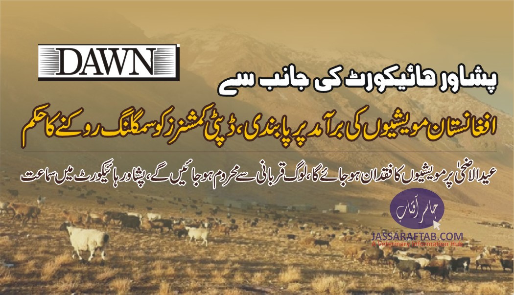 پشاور ہائی کورٹ کی جانب سے افغانستان مویشیوں کی برآمد پر پابندی،ڈپٹی کمشنر کو سمگلنگ روکنے کاحکم