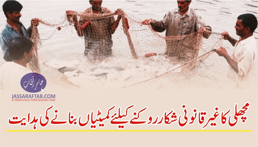 Sec fisheries directed to constitute committees to control illegal fishing