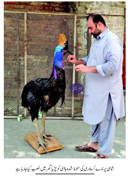 Embalmed cassowary in Lahore