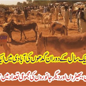 Donkey population increased in Pakistan