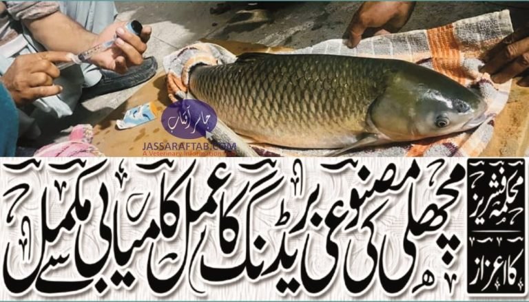 Pangasius Fish breeding