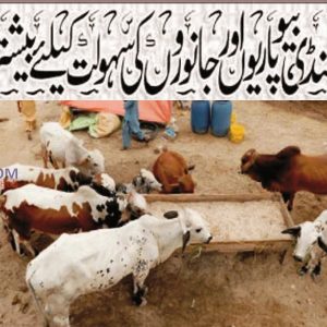 Karachi’s Superhighway cattle market