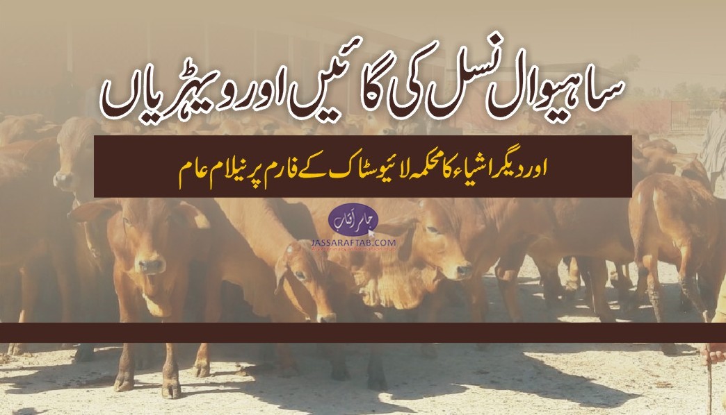 sahiwal heifers sales