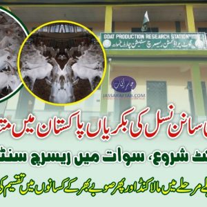 Saanen Goats Project started in KP