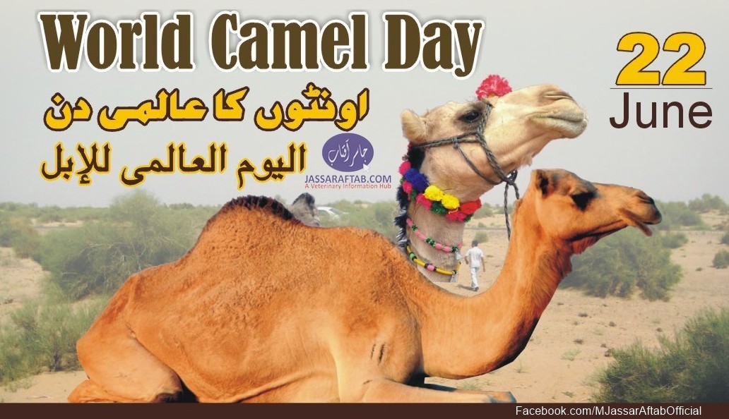 Word Camel Day 2021 | اونٹوں کا عالمی دن ۔۔ بائیس جون | الیوم العالمی للإبل
