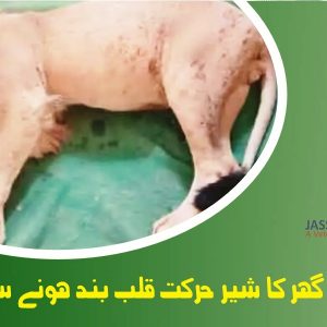 Zoo Death in Karachi Zoo
