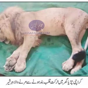 Death of lion in zoo