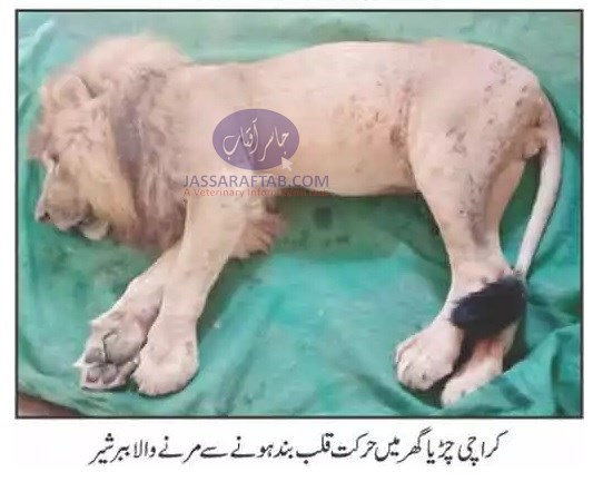 Zoo lion dies of natural cause