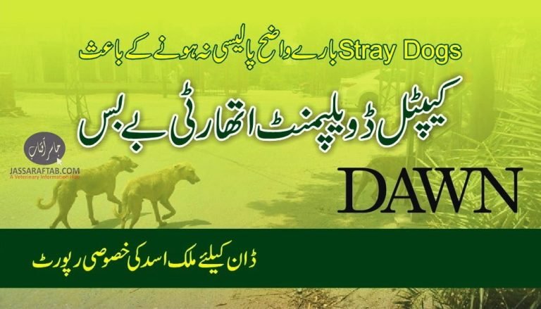 Stray Dog Policy of Islamabad