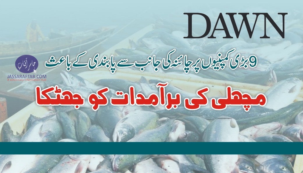 بڑی کمپنیوں پر چائنہ کی جانب سے پابندی کے باعث مچھلی کی برآمدات کو جھٹکا