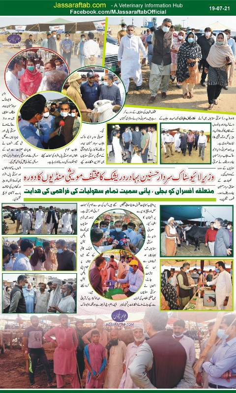 eid cattle market