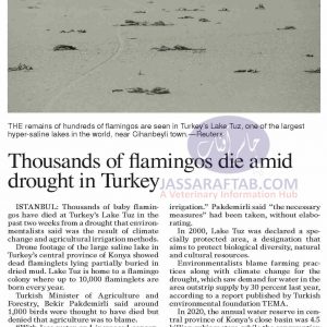 Thousands of flamingos died at Turkey’s Lake Tuz