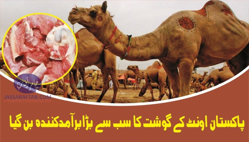 Export of camel meat