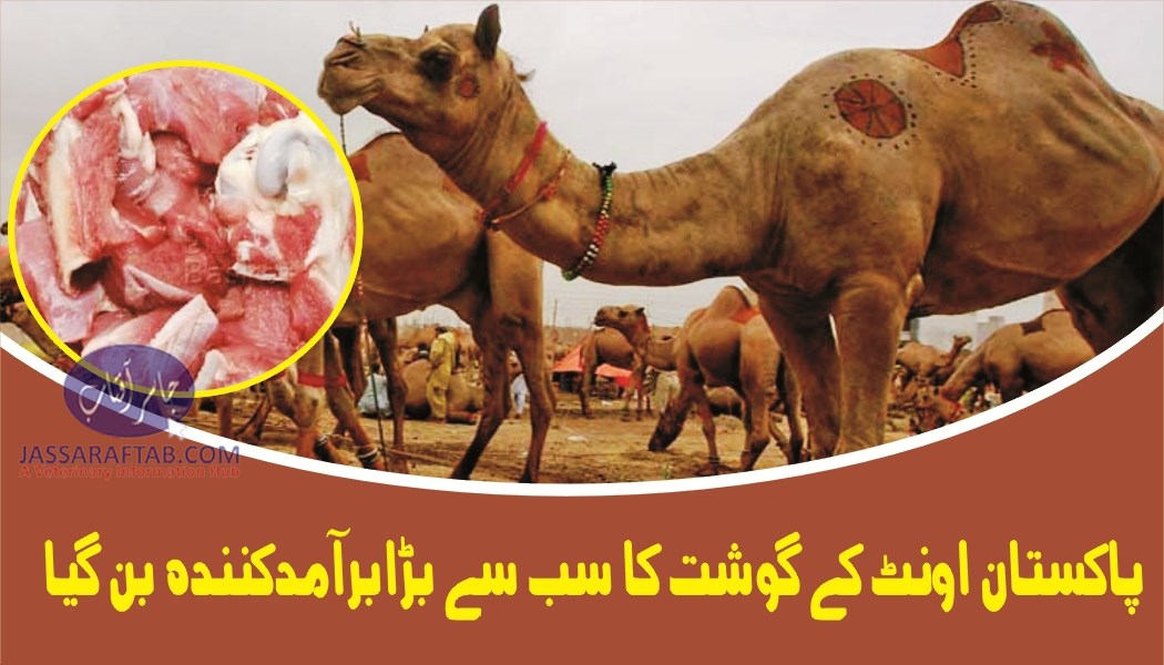 camel meat export