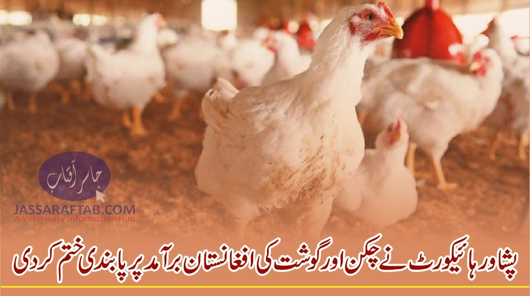 Chicken and Poultry Export to Afghanistan |