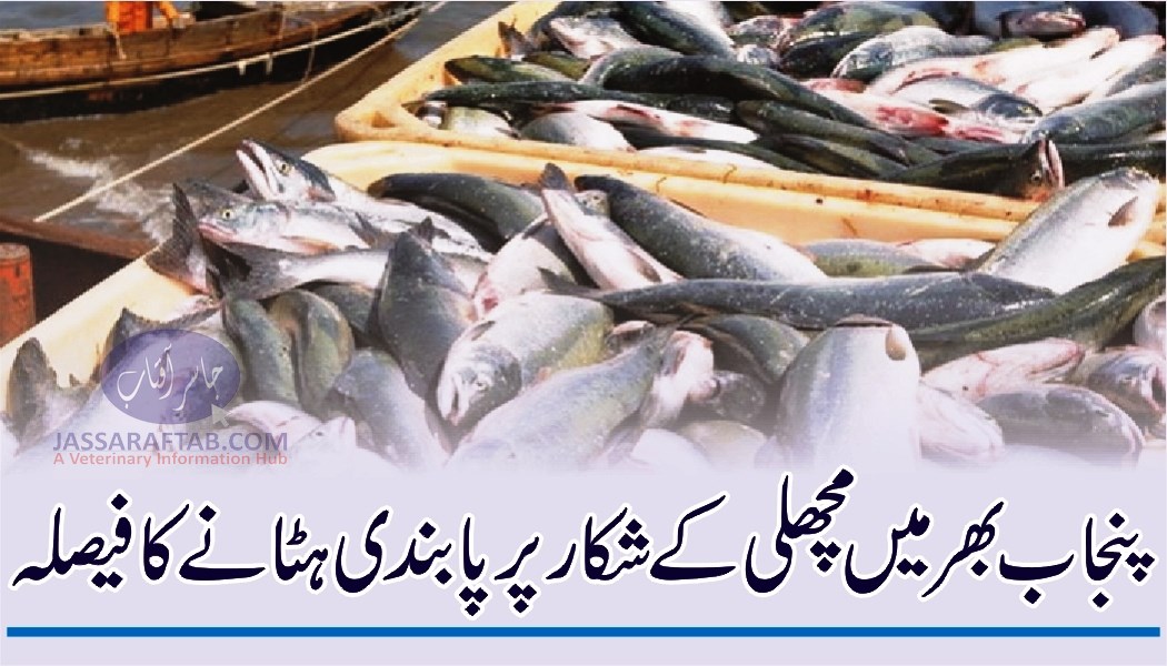 پنجاب بھر میں مچھلی کے شکار پر پابندی ہٹانے کا فیصلہ