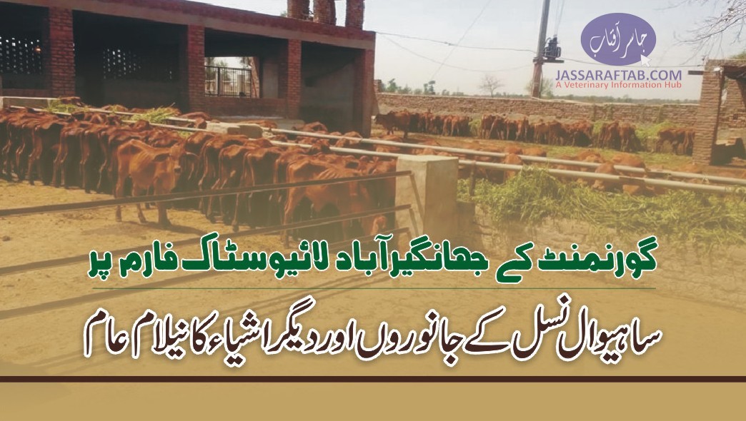 Jahangirbad cattle farm animals