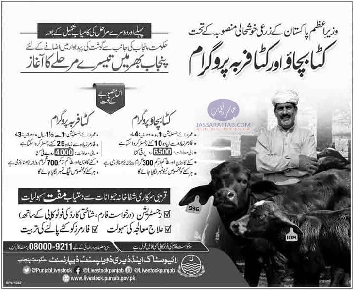 Save the calf and calf fattening project