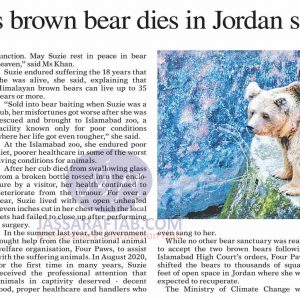 Islamabad zoo’s brown bear dies in Jordan sanctuary