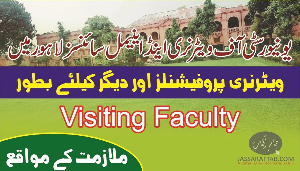 Visiting faculty jobs at uvas | job opportunities