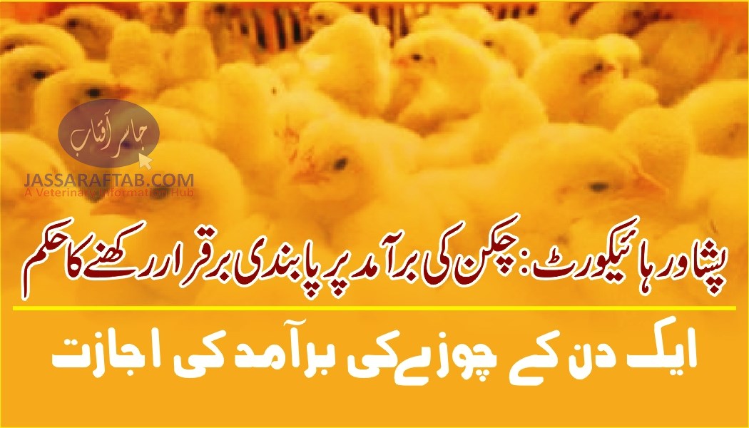 PHC declined to relax ban on chicken export | Day old Chick Export allowed