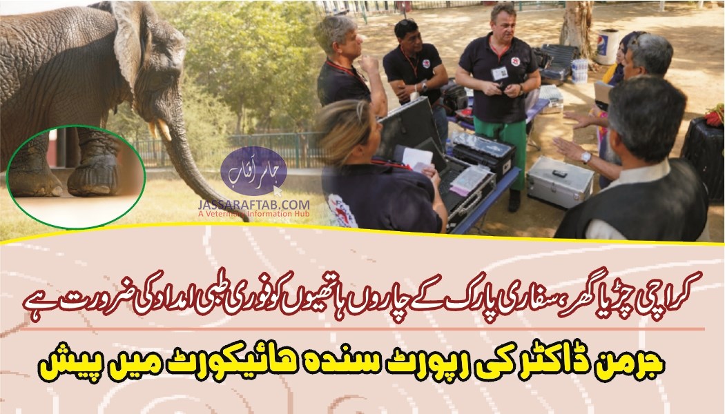 Veterinary care for Elephants of Karachi Zoo needed,