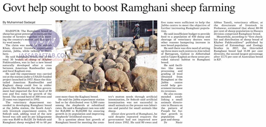 Ramghani sheep farming