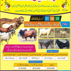 livestock competition