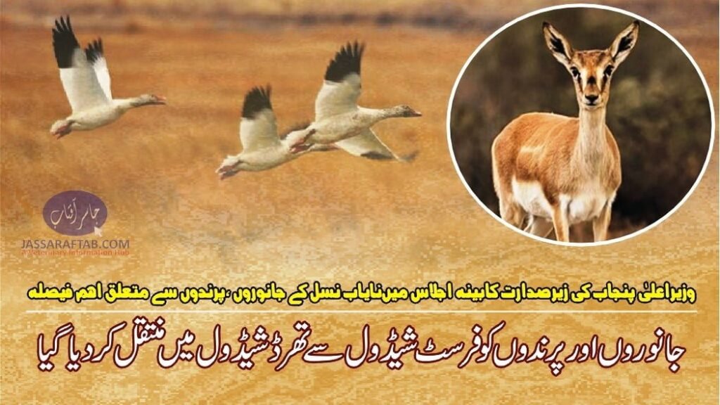 Actions against illegal hunting of birds and animals