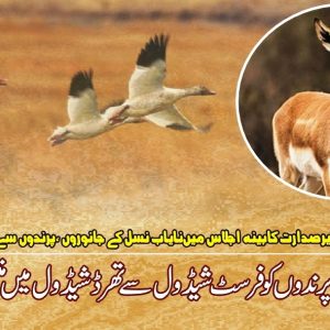 Actions against illegal hunting of birds and animals