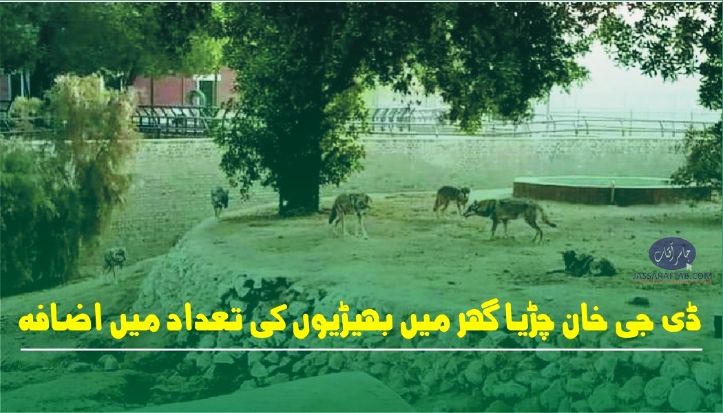 ڈی جی خان چڑیا گھر میں بھیڑیوں کی تعداد میں اضافہ