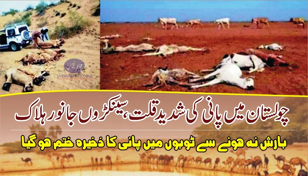 Animals dying from lack of water in Cholistan Drought