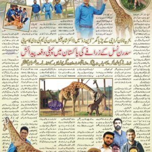 Birth of Zarafa | Southern Giraffe Birth for the first time in Pakistan at DanZoo Karachi