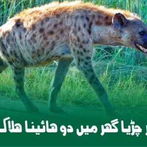 Death of Hyenas Bahawalpur Zoo | ہائینا (لگڑبگا) ہلاک