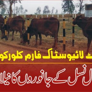 Auction of animals at Govt livestock farm