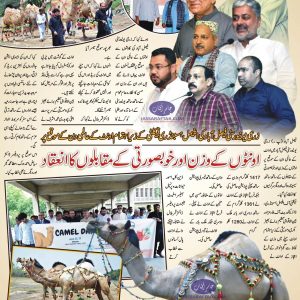 Came Competition | Camel Weight Competition and Camel Beauty Competition organized at UAF on World Camel Day